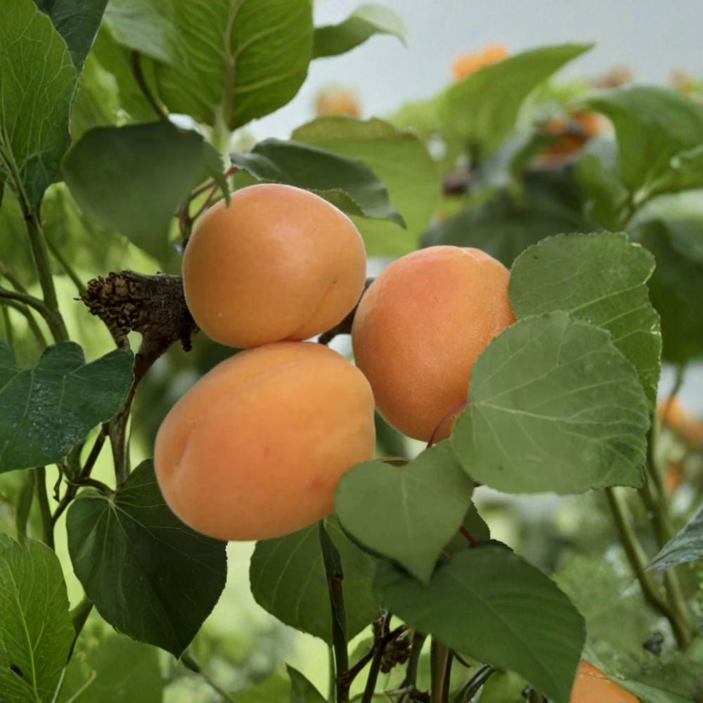 Apricot ‘Moorpark’ – Prunus armeniaca Live Fruit Tree | 2–3 Feet Tall | Includes 3 Gallon Nursery Pot Large Sweet Fruit | Early Blooming | Summer Harvest