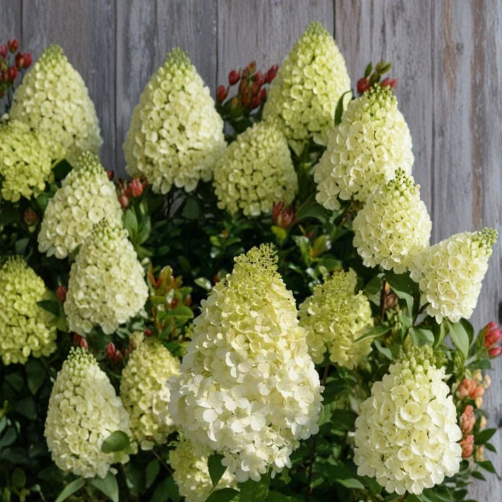 Hydrangea paniculata ‘Polar Bear’ – Live Starter Plants (Set of 2) | 6–9 Inches Tall | Includes Nursery Pots White Pink Blooms | Hardy Shrub | Summer to Fall Color