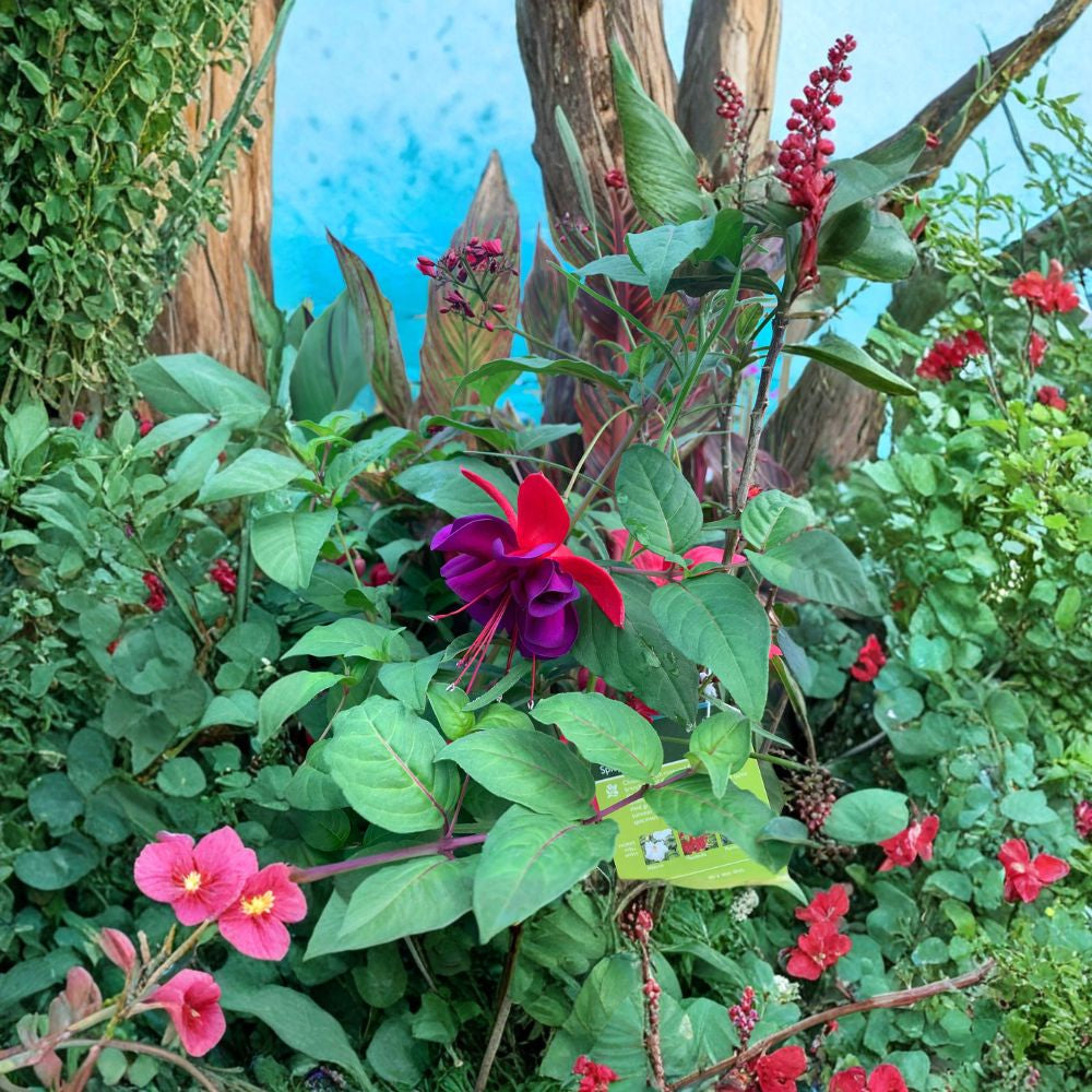 Fuchsia ‘Giant Voodoo’ – Fuchsia hybrid Live Plant | Ships in 1 Gallon Pot | Large Double Blooms Dramatic Hanging Flowers | Shade Loving | Patio Favorite