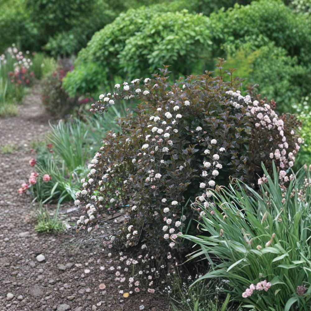 Physocarpus ‘Summer Wine’ – Ninebark Live Starter Plant | 5–7 Inches Tall | Dark Purple Foliage Shrub | Hardy Landscape Plant | White Spring Blooms