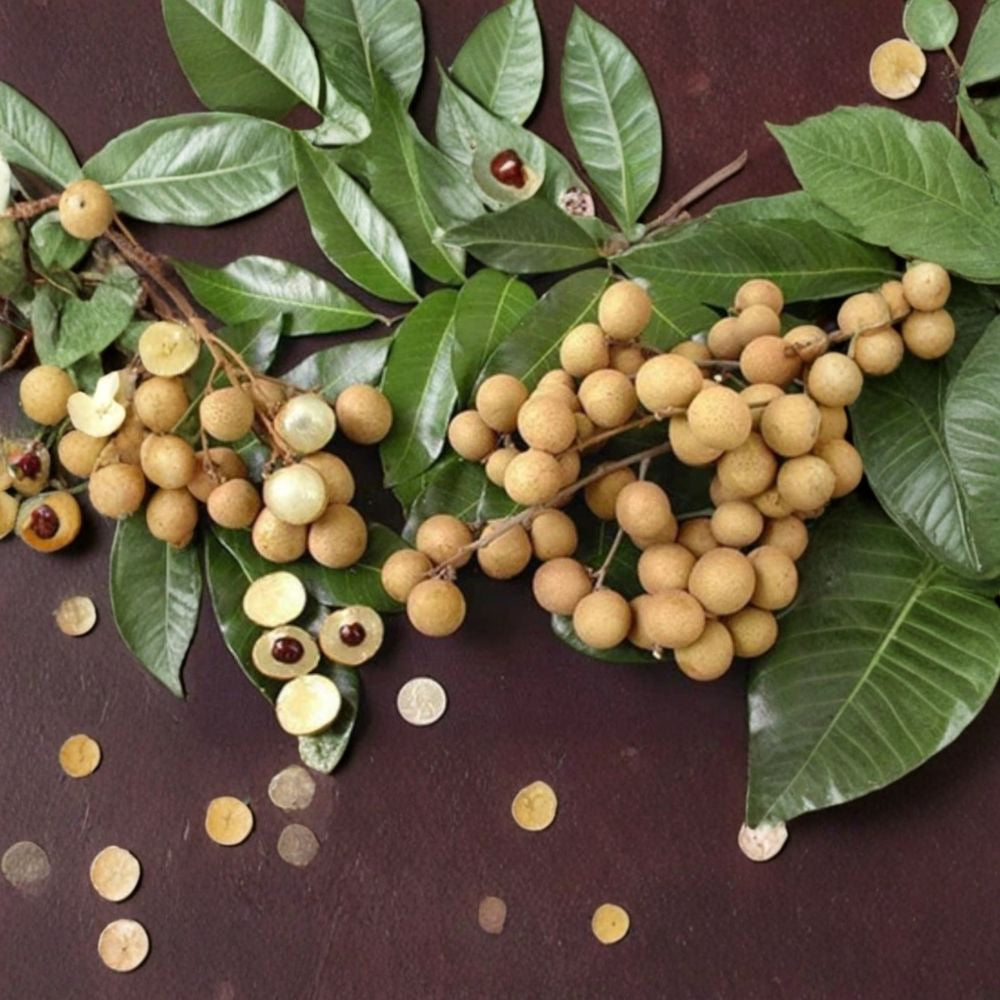 Longan Tree – Dimocarpus longan Live Air-Layered Tree | 3–4 Feet Tall | Includes Nursery Pot Sweet Tropical Fruit | Bigger Trunk Specimen | Backyard Orchard Favorite