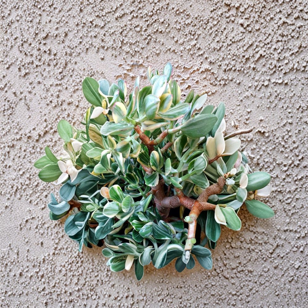 Crassula Ovata ‘Tricolor’ Leaf Cuttings – Variegated Jade Plant | 8 Pack Succulent Leaves | Lemon Lime Jade | Easy Propagation | Indoor Plant