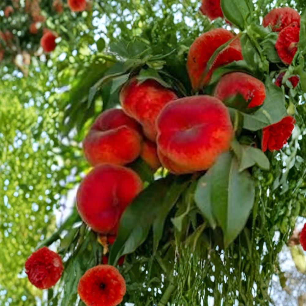Peach ‘Galaxy’ – Prunus persica Live Fruit Tree | 2–3 Feet Tall | Includes 3 Gallon Nursery Pot Flat Donut Peach | Sweet White Flesh | Backyard Orchard Favorite