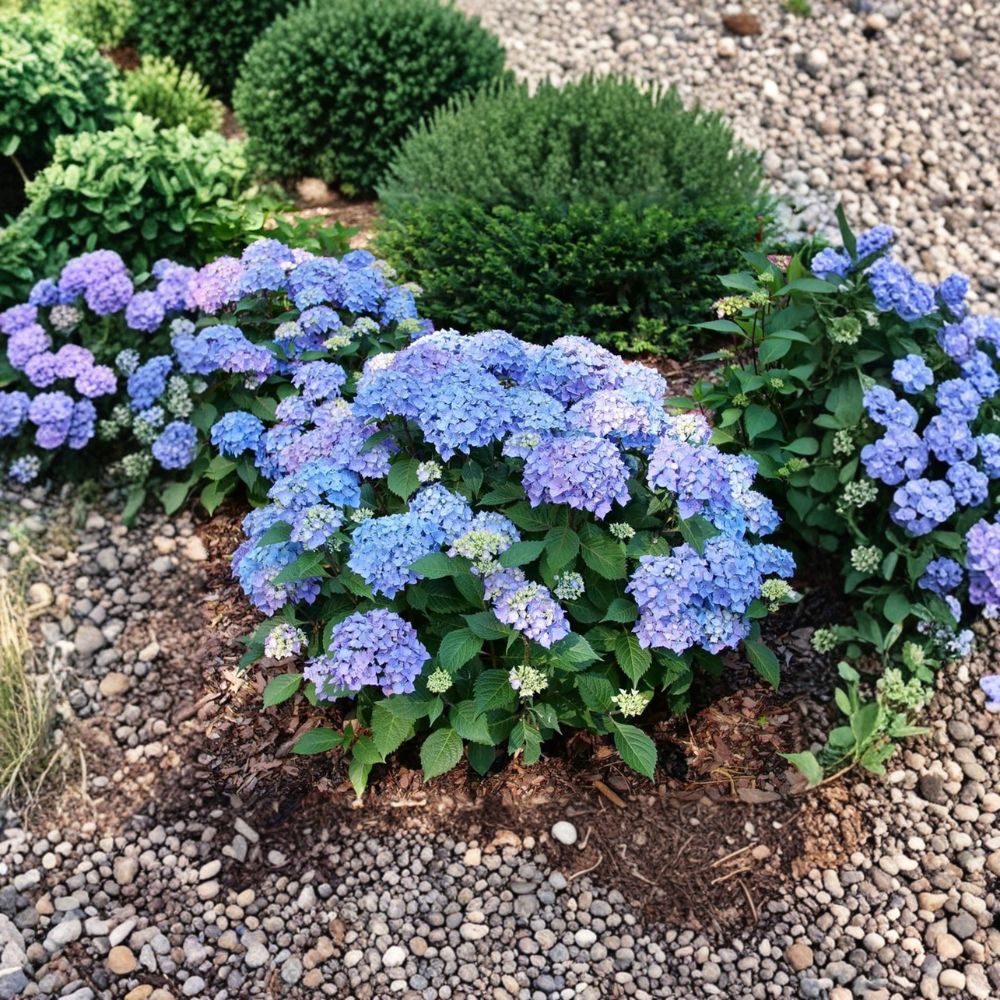 Hydrangea ‘Let’s Dance Lovable’ – Set of 2 Live Starter Plants | 4–8 Inches Tall (Cutback) | Reblooming Pink Purple Hydrangea | Bigleaf Shrub | Color Changing Blooms