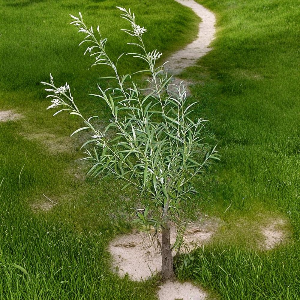 Hybrid Willow Tree Cuttings – Austree Willow Live Plant | 12 Pack Jumbo Thick Cuttings | Fast Growing Privacy Trees | Windbreak & Shade | Easy to Grow