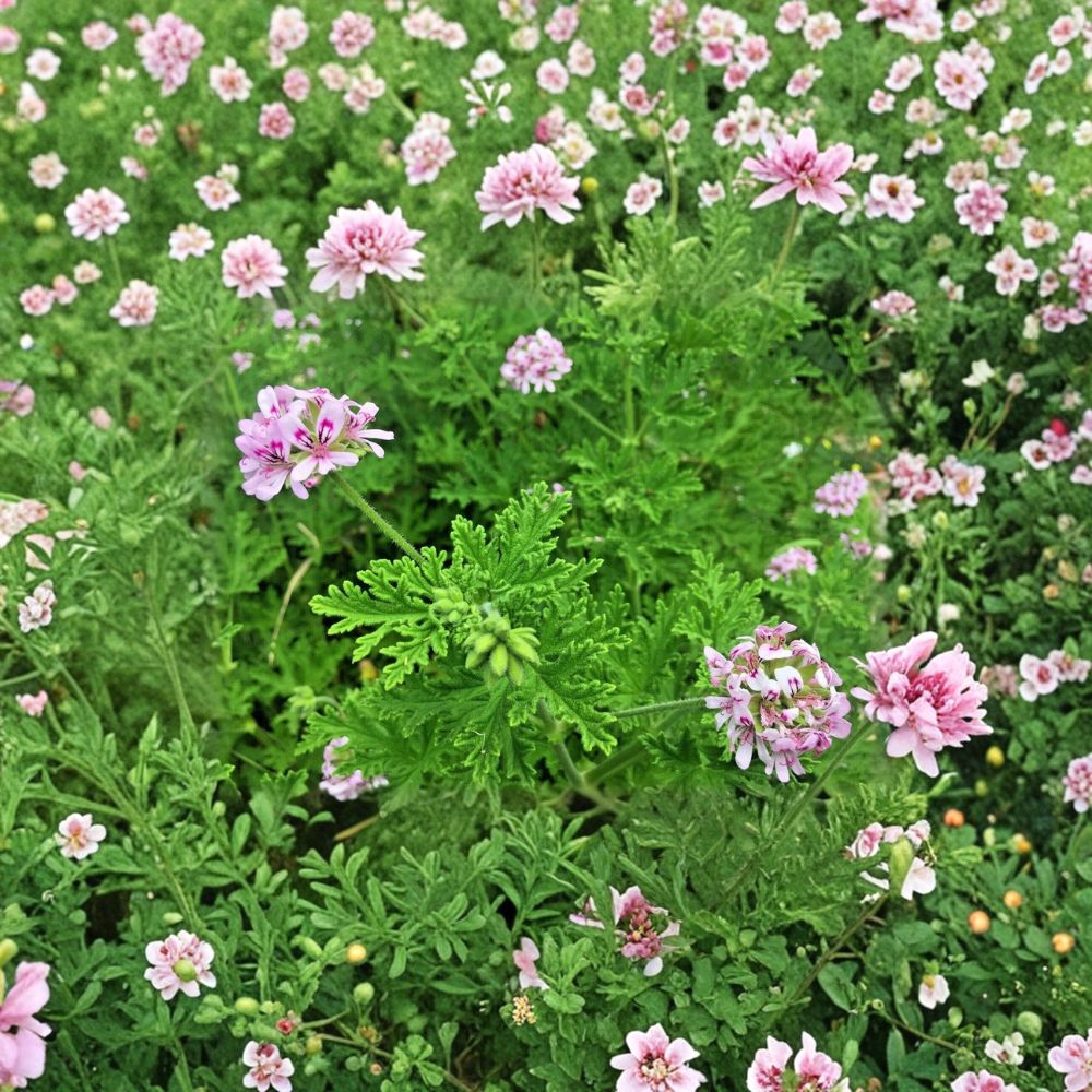 Lemon Scented Geranium Cuttings – Pelargonium citronella Live Plant | 3 Unrooted Cuttings 3–5 Inch | Fragrant Mosquito Repellent Plant | Easy Grow Herb