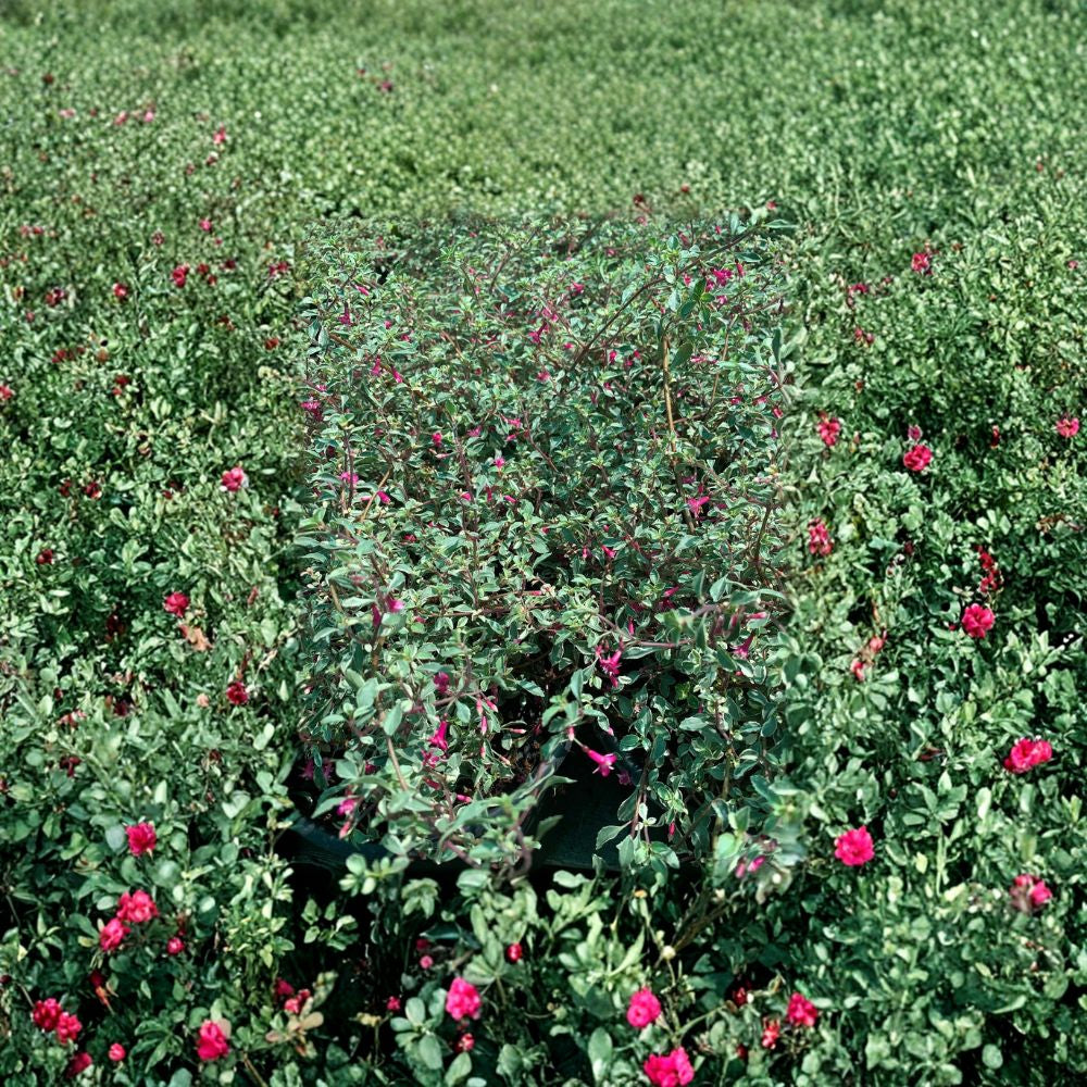 Fuchsia thymifolia ‘Variegata’ – Variegated Fuchsia Live Plant | Compact Grower | Includes 6 Inch Nursery Pot Summer to Fall Blooms | Partial Shade Lover | Ornamental Patio Plant