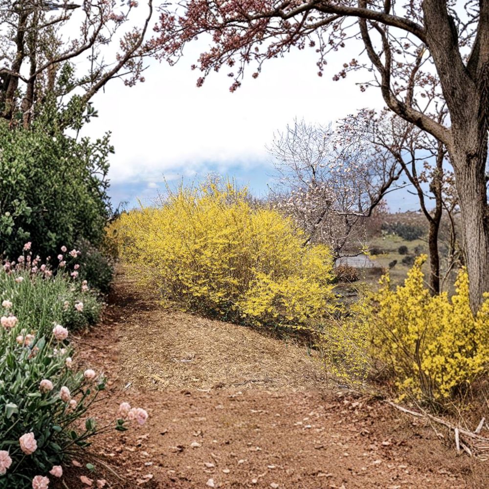 Forsythia ‘Northern Gold’ – Live Starter Plant | 6–7 Inches Tall | Includes Nursery Pot Early Yellow Blooms | Cold Hardy Shrub | Easy to Grow