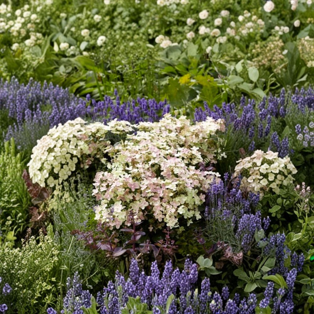 Hydrangea ‘Early Evolution’ – Live Starter Plant | 6 Inches Tall | Includes Nursery Pot Color-Changing Blooms | Compact Shrub | Early Blooming Hydrangea