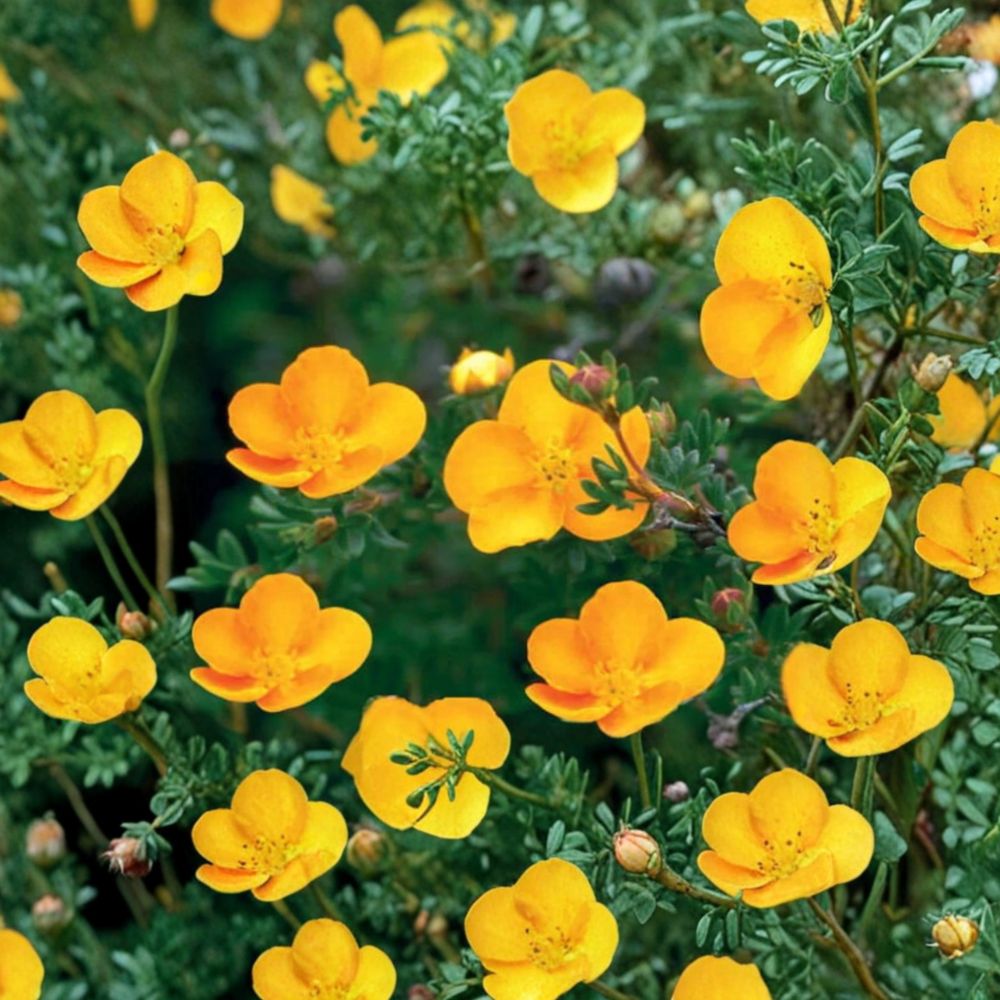 Potentilla ‘Tangerine’ – Shrubby Cinquefoil Live Starter Plant | 5–7 Inches Tall | Orange Yellow Flowering Shrub | Hardy Compact Garden Plant | Summer Blooms