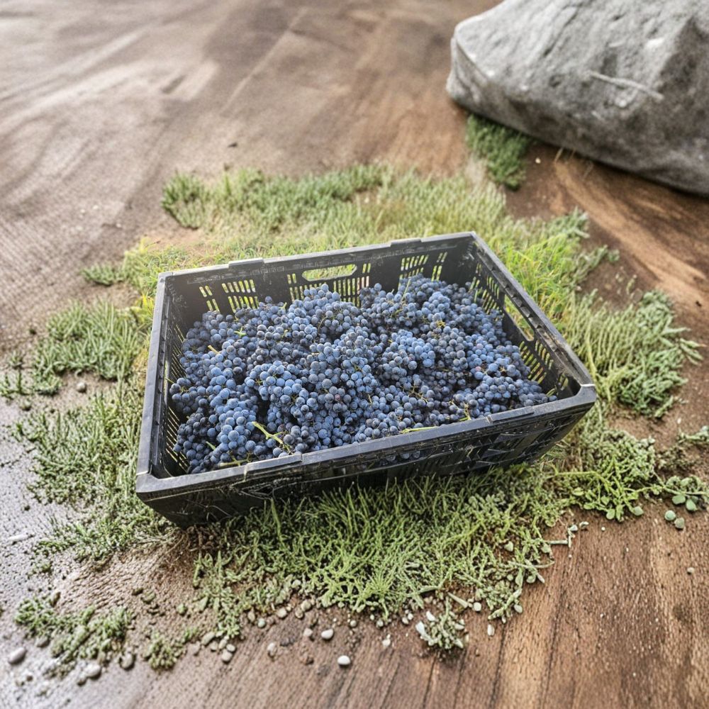 Grape Vine Cuttings – Vitis vinifera | 5 Unrooted Cuttings | 12–14 Inches Long | Wine Grape Varieties | Merlot Cabernet Albariño