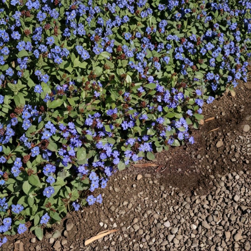 Ceratostigma plumbaginoides – Hardy Plumbago Live Starter Plant | 4–8 Inches Tall | Blue Flowering Groundcover | Fall Color Perennial | Shade Tolerant