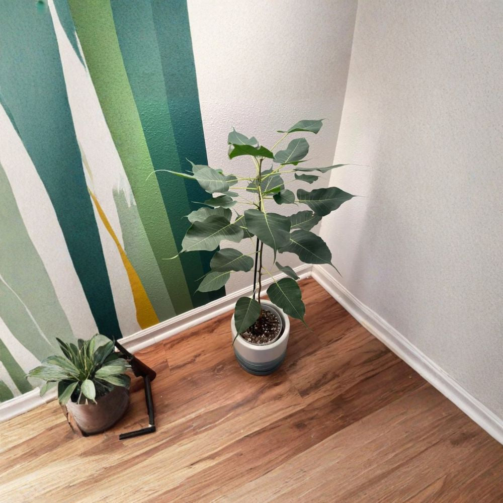 Bodhi Tree – Ficus religiosa Live Sacred Fig Plant | 3–4 Feet Tall | Ships in 7 Gallon Pot Sacred Bo Tree | Cây Bồ Đề | Spiritual & Ornamental Statement Plant