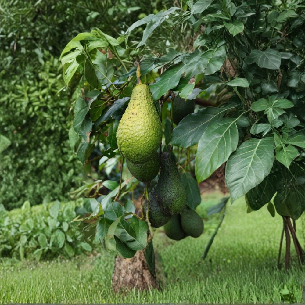 Pinkerton Avocado Tree – Grafted Live Fruit Tree | 1–2 Feet Tall | Shipped in 6 Inch Pot Rich Creamy Avocado | High Yield Variety | Grafted for True Fruit