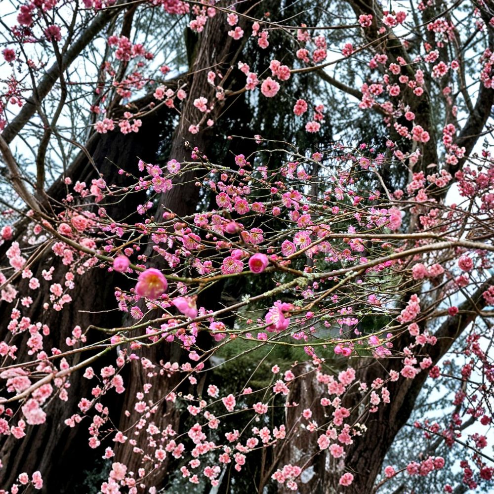 Japanese Ume Plum Cuttings – Prunus mume Live Plant | 2 Pack Fresh Cuttings | Fragrant Winter Flower Tree | Edible Fruit Tree | Garden Starter