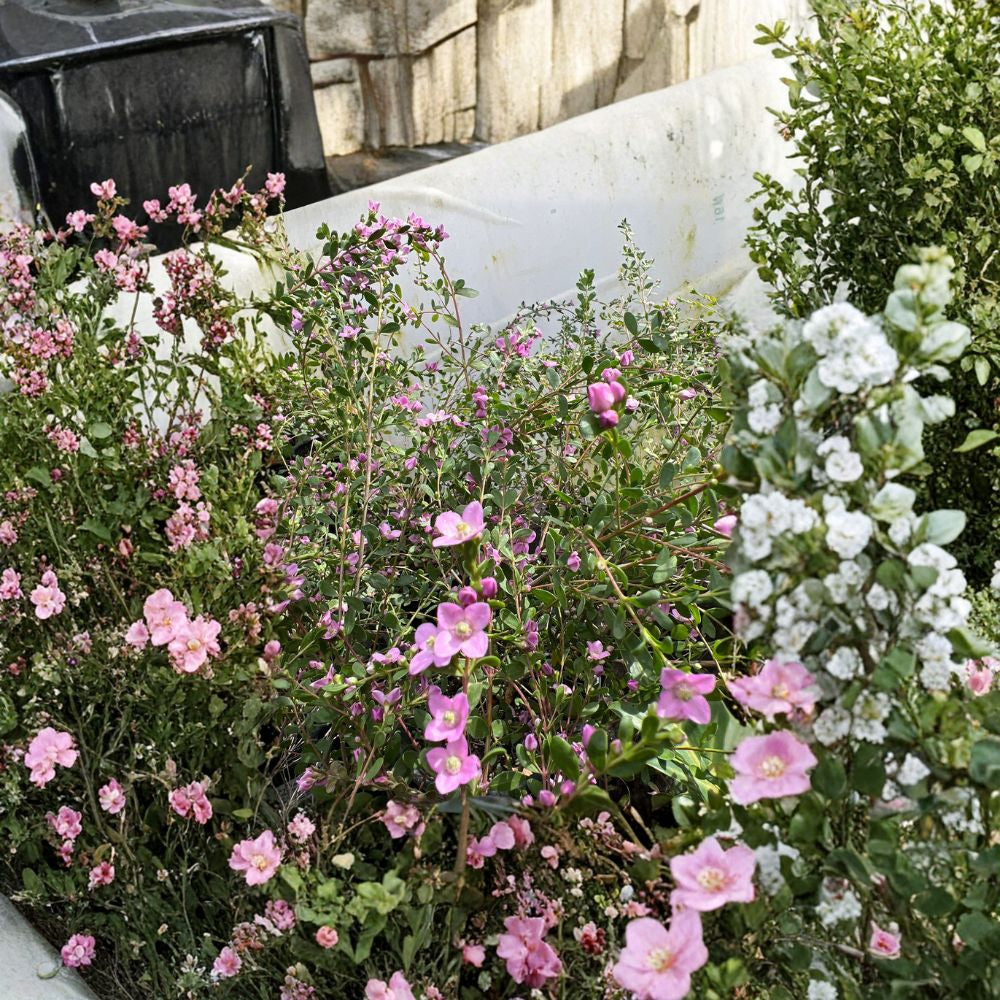 Boronia crenulata ‘Shark Bay’ – Boronia crenulata Live Plant | 2 Feet Tall | Ships in 3 Gallon Pot Evergreen Shrub | Fragrant Blooms | Full Sun to Part Shade