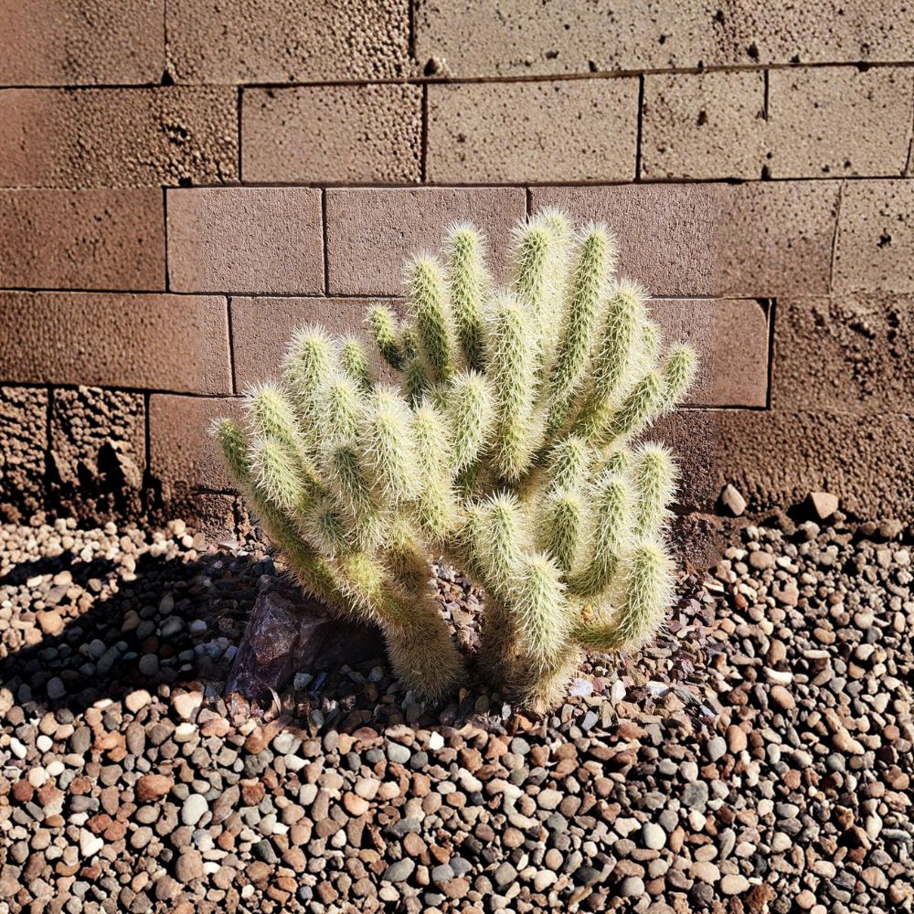 Teddy Bear Cholla Cactus Cutting – Cylindropuntia bigelovii Live Plant | 3–5 Inch Segment | Desert Cactus Cutting | Rare Spiny Cactus | Easy to Grow