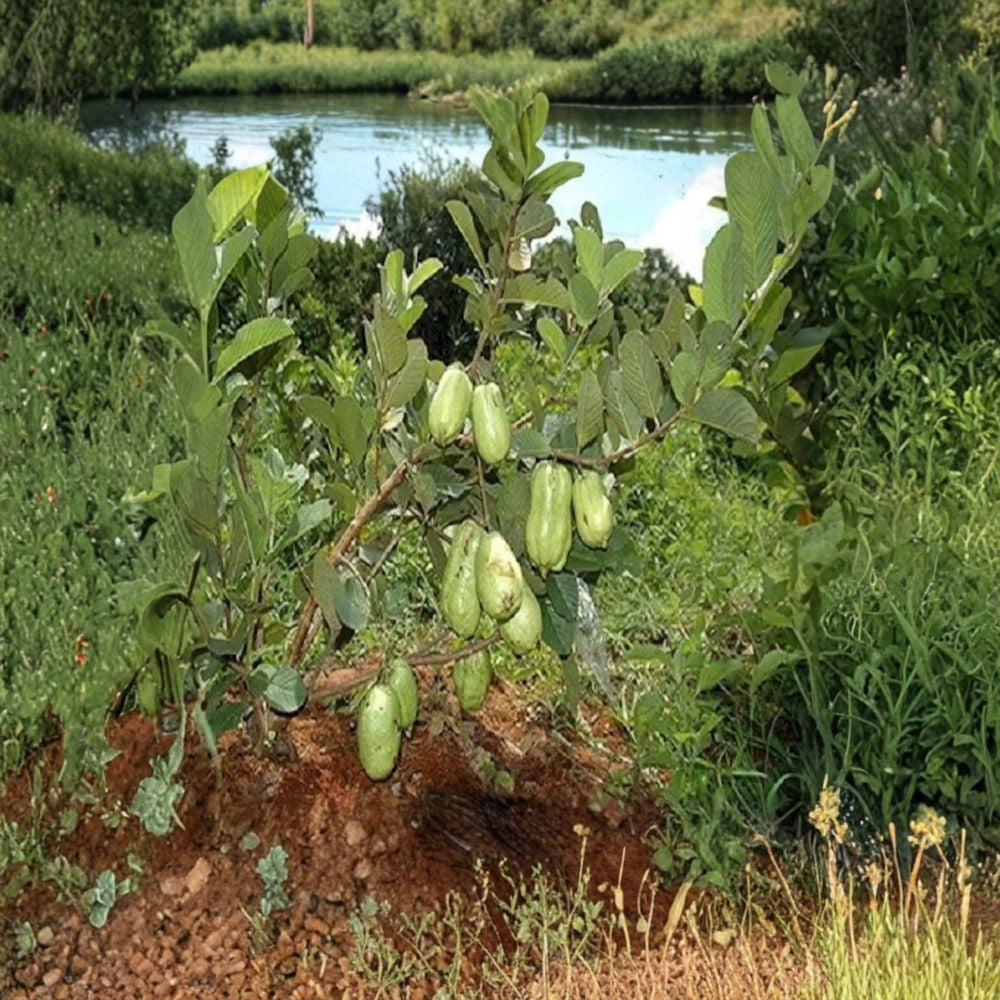 Thai Seedless Guava – Psidium guajava Live Tree | 3–4 Feet Tall | Includes 3 Gallon Nursery Pot Ổi Không Hạt Thái Lan | Bigger Trunk Specimen | Sweet Crisp Fruit