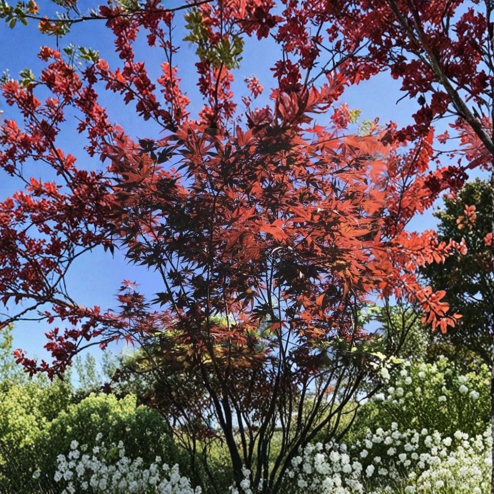 Japanese Red Maple Cuttings – Acer palmatum Live Plant | 6 Unrooted Stem Cuttings | Ornamental Tree Propagation | Red Foliage Garden Favorite