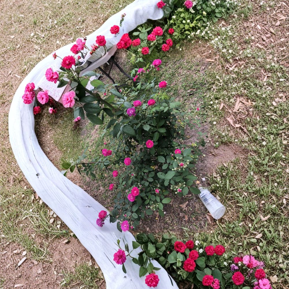 Seven Sisters Rose Cuttings – Rosa multiflora Live Plant | 6 Pack 10 Inch Cuttings | Climbing Heirloom Rose | Fragrant Garden Flower | Easy to Root