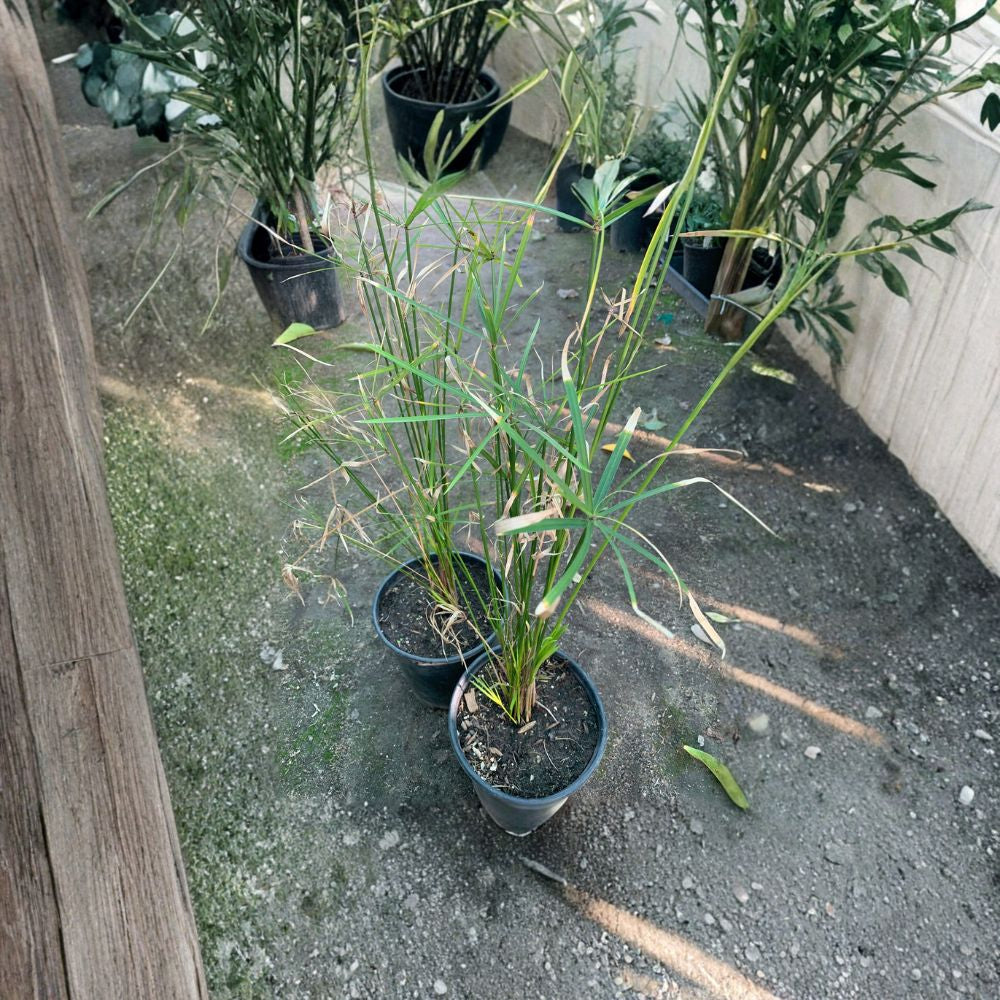 Umbrella Palm – Cyperus alternifolius Live Plant | 1–2 Feet Tall | Ships in 1 Gallon Pot Water-Loving Accent | Tropical Foliage | Indoor or Outdoor
