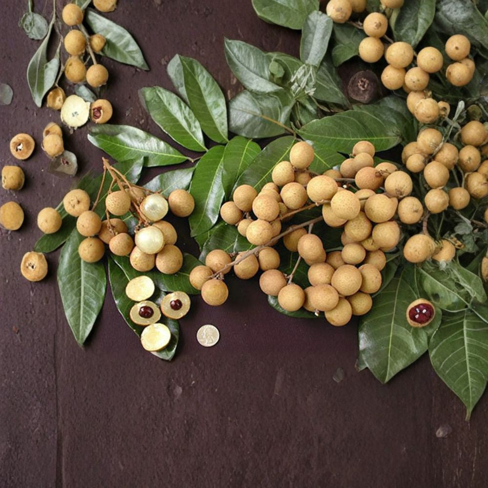 Kahola Longan Tree – Dimocarpus longan Air Layered Tree | 2–3 Feet Tall | Ships in Pot Sweet Tropical Fruit | Early Bearing | Backyard Orchard Favorite