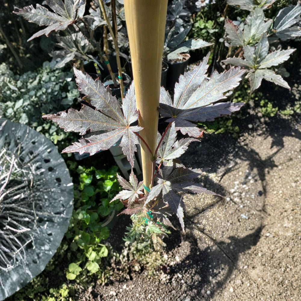 Trompenburg Japanese Maple – Acer palmatum ‘Trompenburg’ Live Plant | Ships in 6" Pot Deep Red Foliage | Unique Curved Leaves | Elegant Landscape Accent