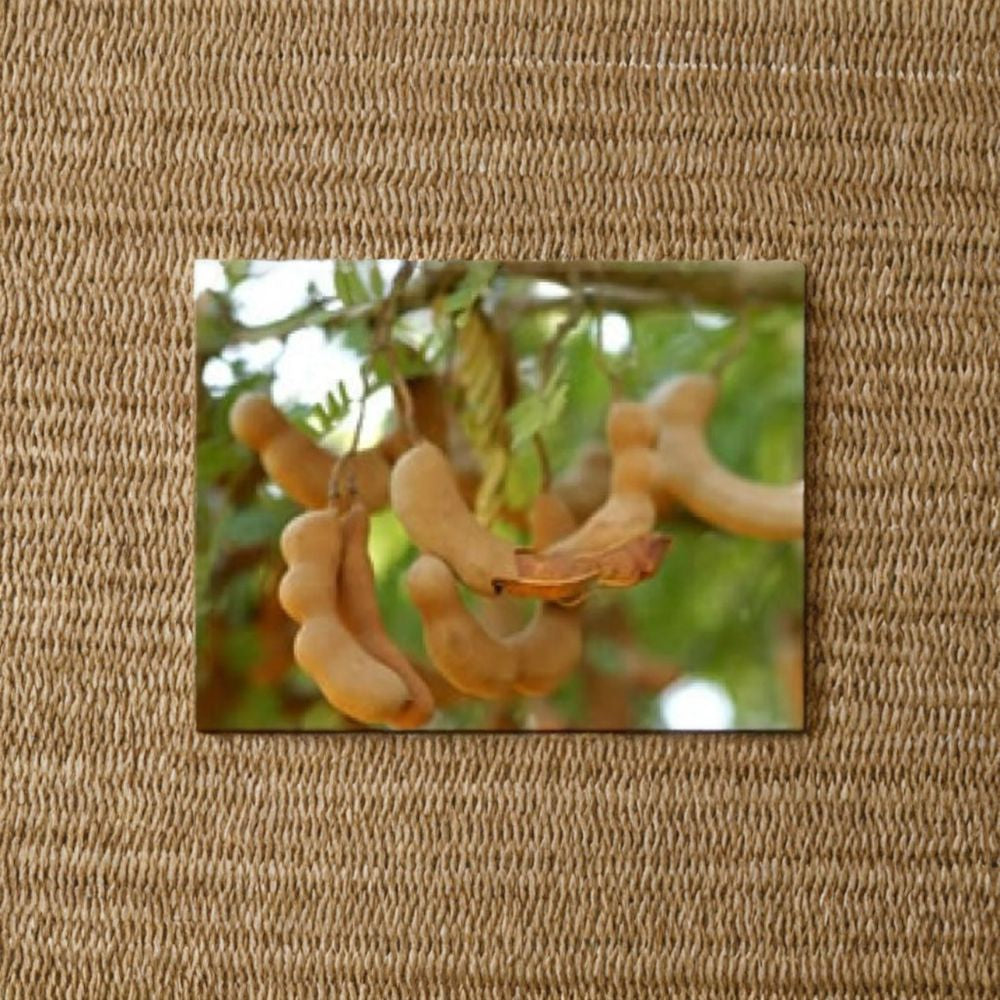 Tard Tamarind Tree Live Tropical Fruit Tree | 2–3 Feet Tall | Shipped in 3 Gallon Pot Sweet-Tart Tamarind Pods | Culinary Favorite | Graceful Landscape Tree