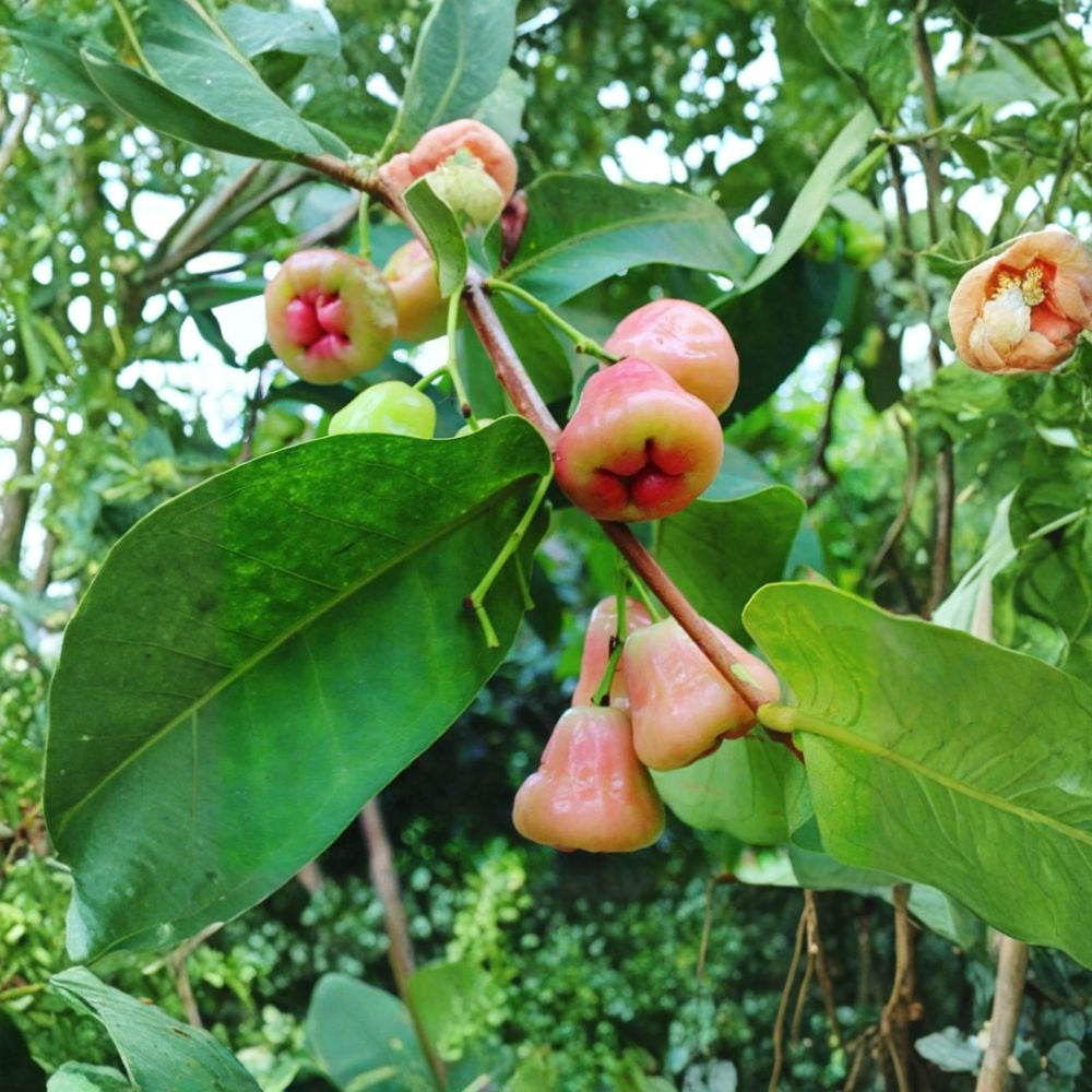 Wax Apple – Syzygium javanicum Live Fruit Tree | 2–3 Feet Tall | Ships in 3 Gallon Pot Crisp Summer Fruit | Fast Bearing | Tropical Backyard Favorite