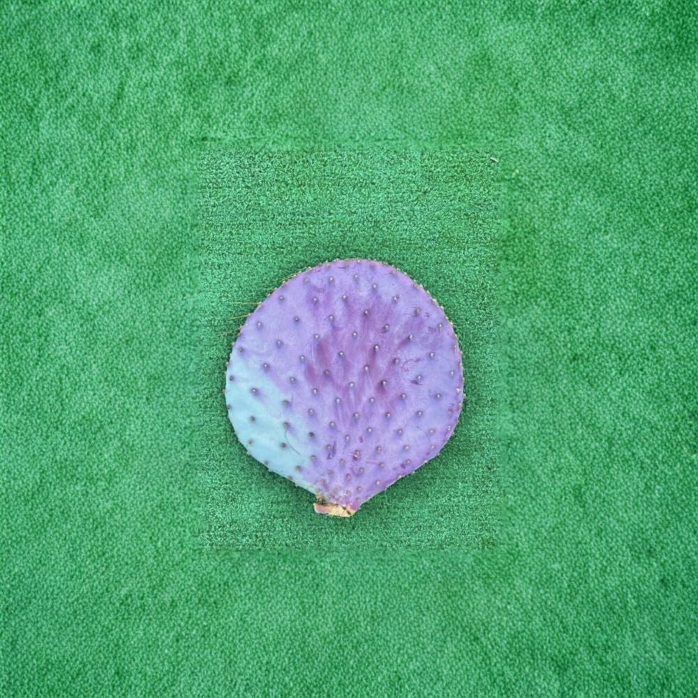 Santa Rita Purple Prickly Pear Cactus – Opuntia Live Cutting | 6 Inch Unrooted Pad | Color Changing Desert Cactus | Yellow Flowering | Easy to Grow