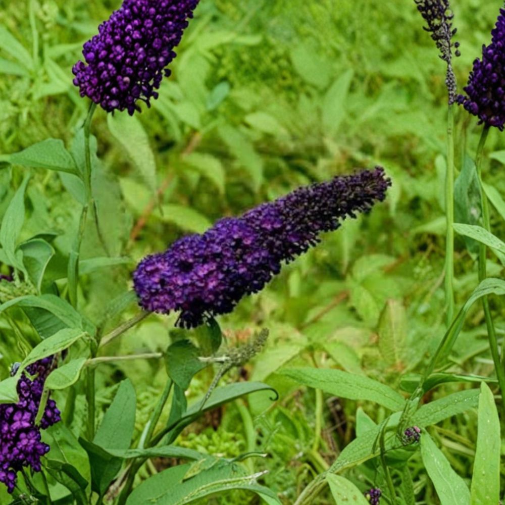 Buddleia ‘Black Knight’ – Butterfly Bush Live Starter Plant | 3–4 Inches Tall | Fragrant Purple Black Blooms | Pollinator Friendly Shrub | Summer to Fall Flowers
