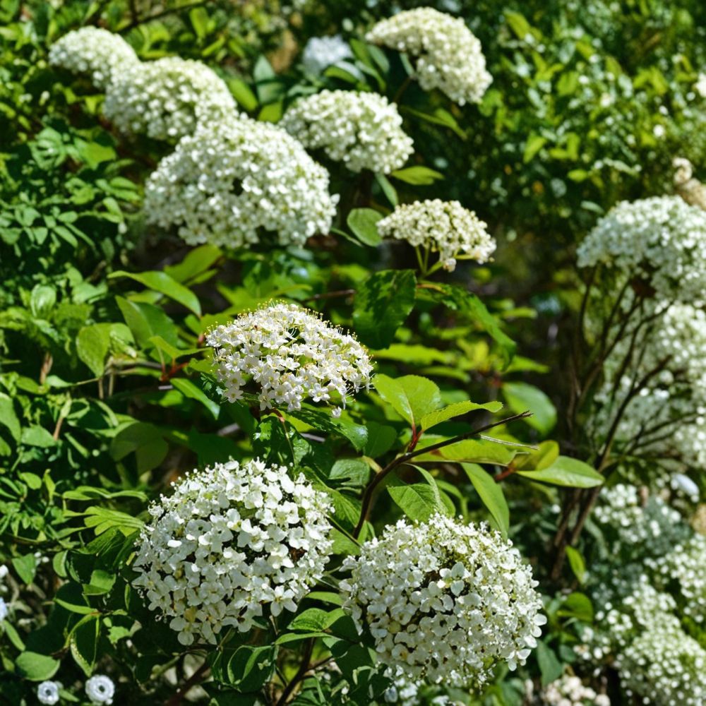 Black Haw Viburnum Live Plant – Viburnum Prunifolium 6–12 Inch | Hardy Native Shrub | White Spring Flowers | Wildlife Garden