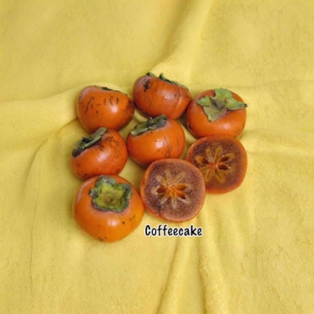 Coffeecake Persimmon – Diospyros kaki ‘Coffeecake’ Grafted Tree | 3–4 Feet Tall | Ships in 3 Gallon Pot Spicy Sweet Flavor | Non-Astringent | Early Ripening Variety