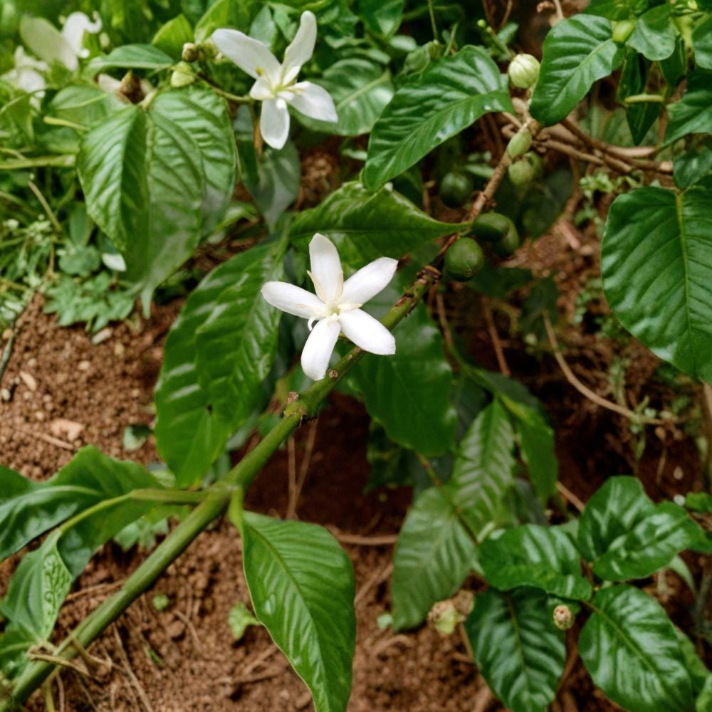Arabica Coffee Plant – Coffea arabica Live Houseplant | 4 Inches Tall | Ships in 3 Inch Pot Grow Your Own Coffee | Glossy Green Foliage | Easy Care Indoor Plant