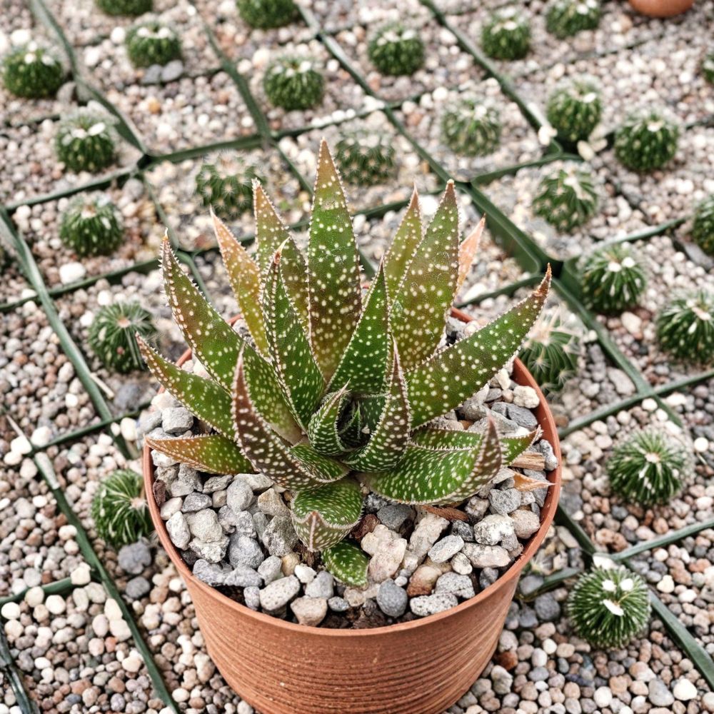 Gasteraloe ‘Lizard Tail’ Live Plant – Gasteraloe beguinii Succulent | 4 Inch Potted Plant | Rare Cactus Succulent | Indoor & Outdoor | Easy Care
