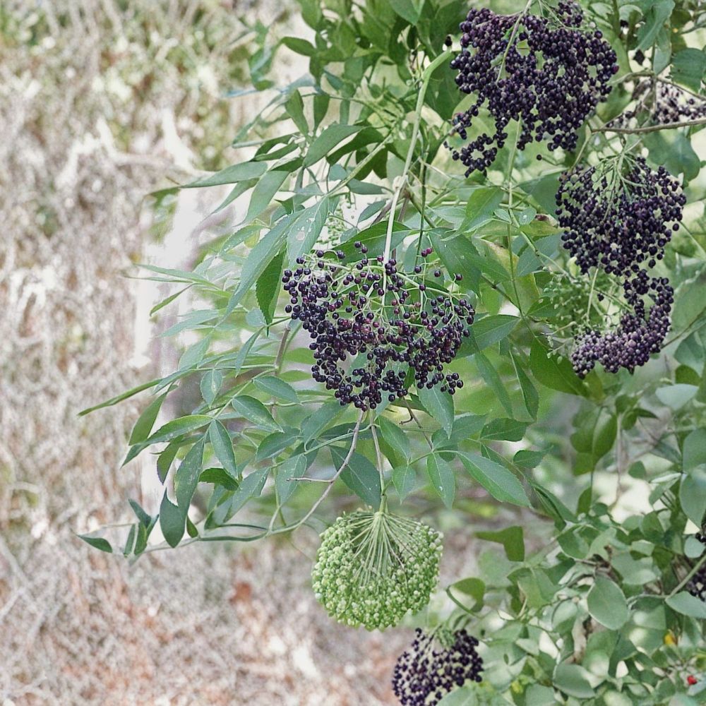 American Elderberry Cuttings – Sambucus canadensis Live Plant | 8 Unrooted Cuttings 4–7 Inch | Native Berry Shrub | Edible & Pollinator Friendly