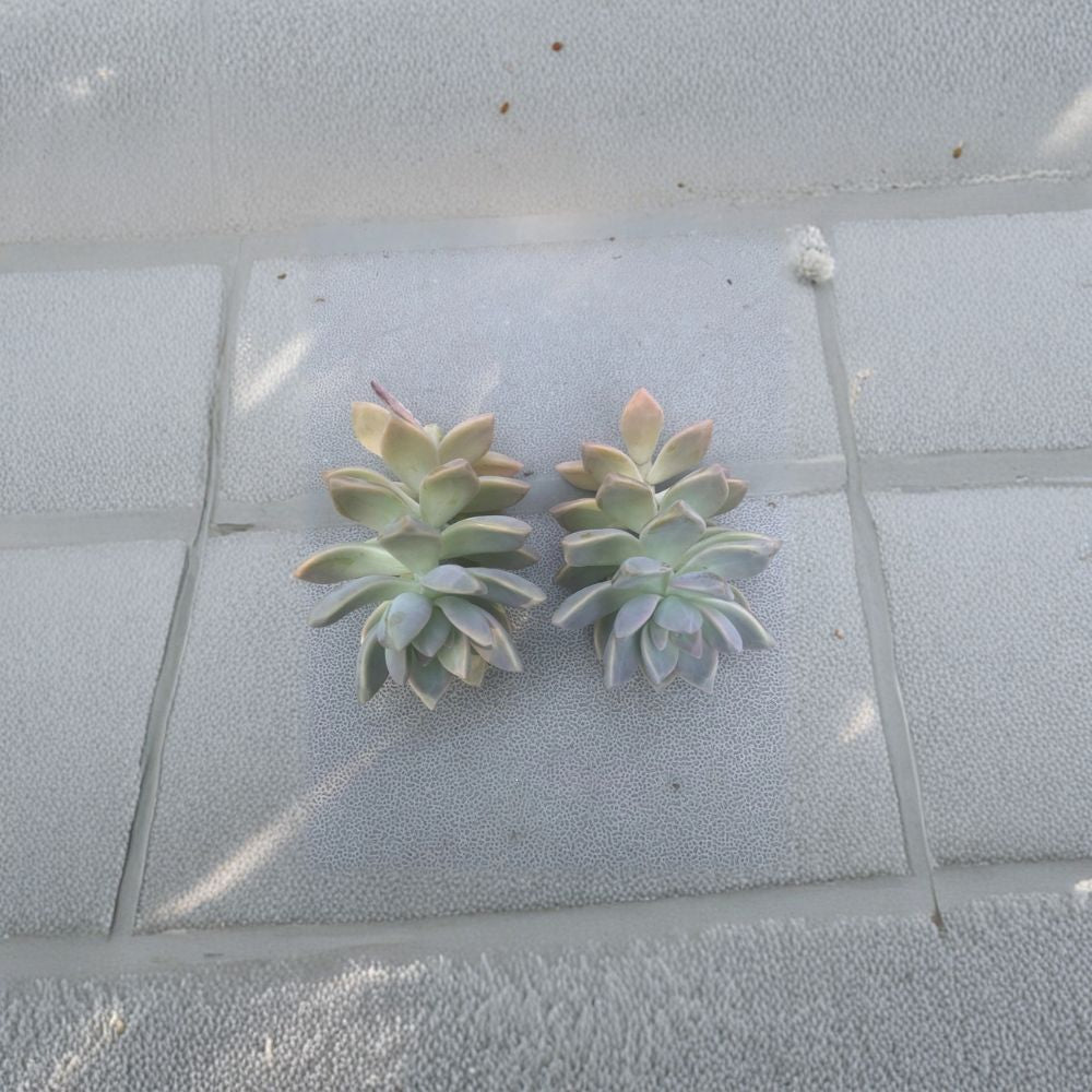 Ghost Plant Cuttings – Echeveria (Graptopetalum) Live Plant | 2 Pack Unrooted Succulent Cuttings | Easy Propagation | Indoor & Outdoor