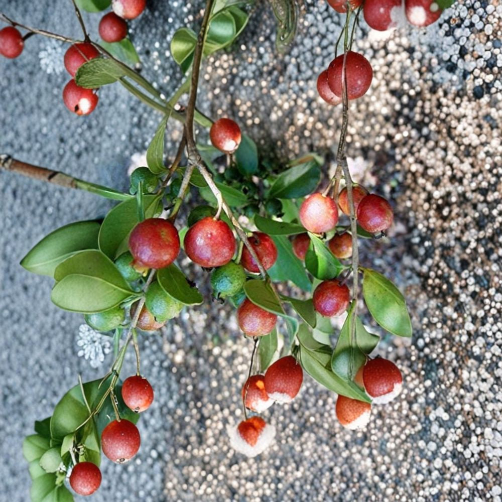 Strawberry Guava – Psidium cattleianum Live Fruit Plant | 1–2 Feet Tall | Ships in 3 Gallon Pot Sweet Tropical Flavor | Evergreen Shrub | Backyard Orchard Favorite
