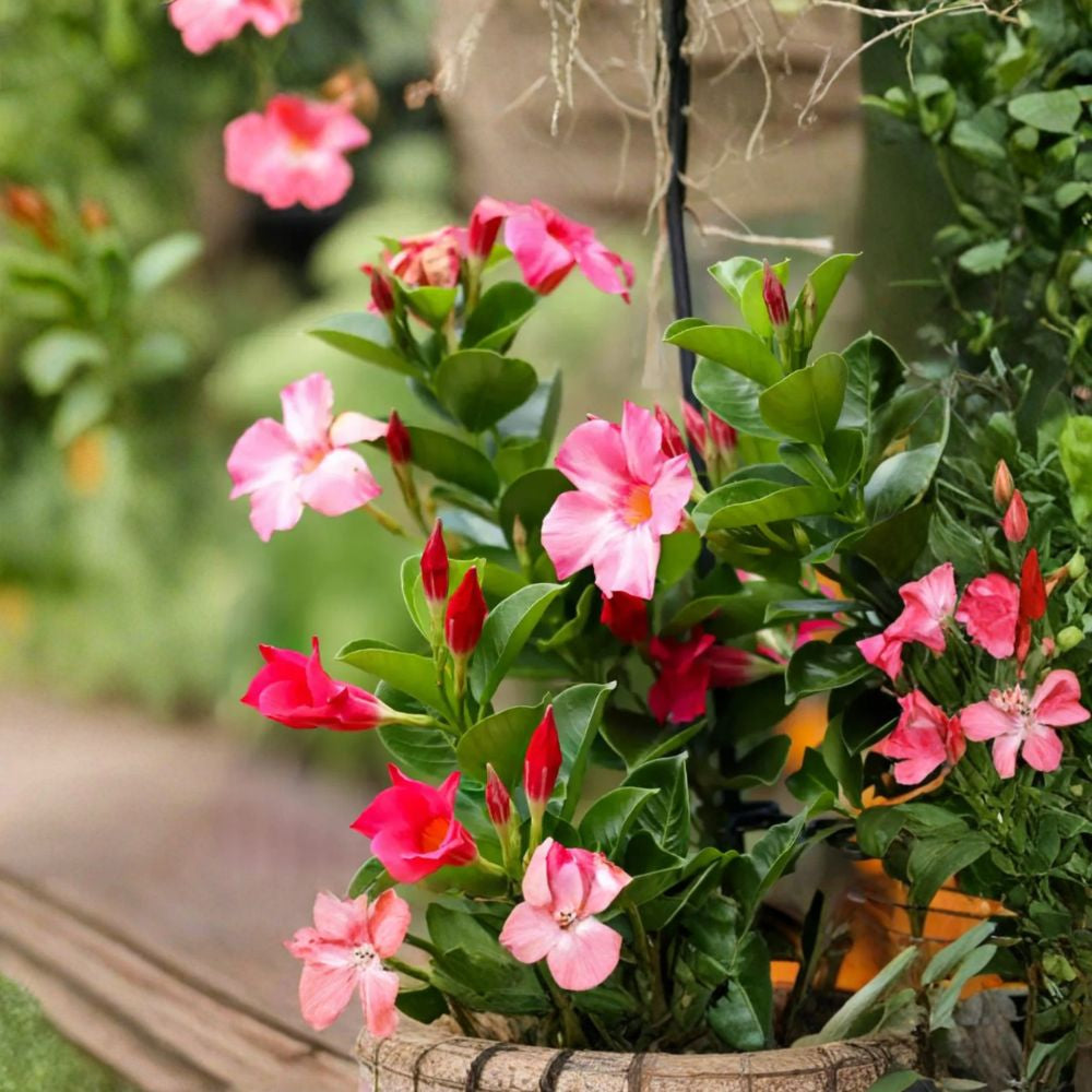 Pink Mandevilla – Mandevilla hybrid Live Plant | Ships in 1 Gallon Pot Tropical Pink Blooms | Climbing Vine | Patio & Trellis Favorite