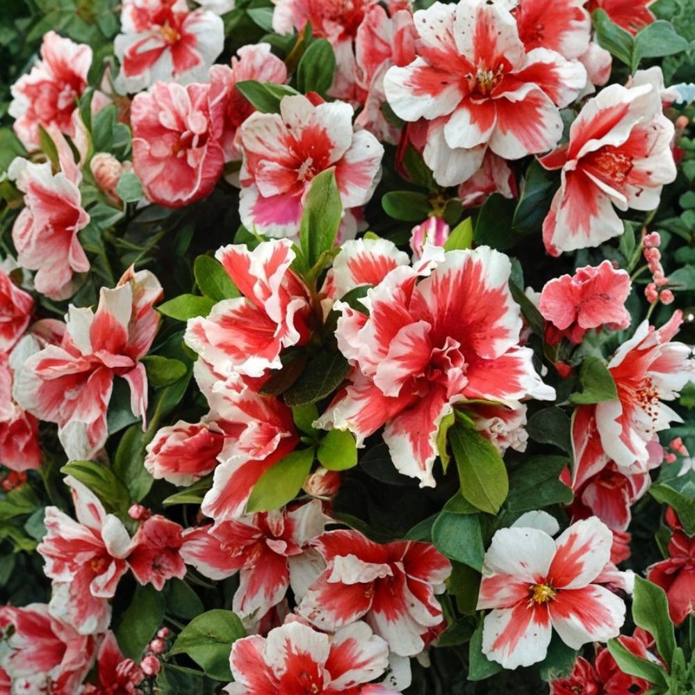 Mardi Gras Azalea Plant – Rhododendron Live Starter | Red White Bi-Color Blooms | Rooted Plant in Pot | Deciduous Flowering Shrub