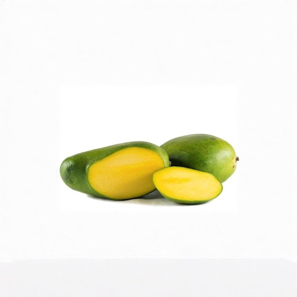 Keitt Mango Tree – Mangifera indica ‘Keitt’ Grafted Tree | 1 Foot Tall | Ships in 6 Inch Pot Late Season Sweet Mango | Fiber-Free Flesh | Tropical Fruit Favorite