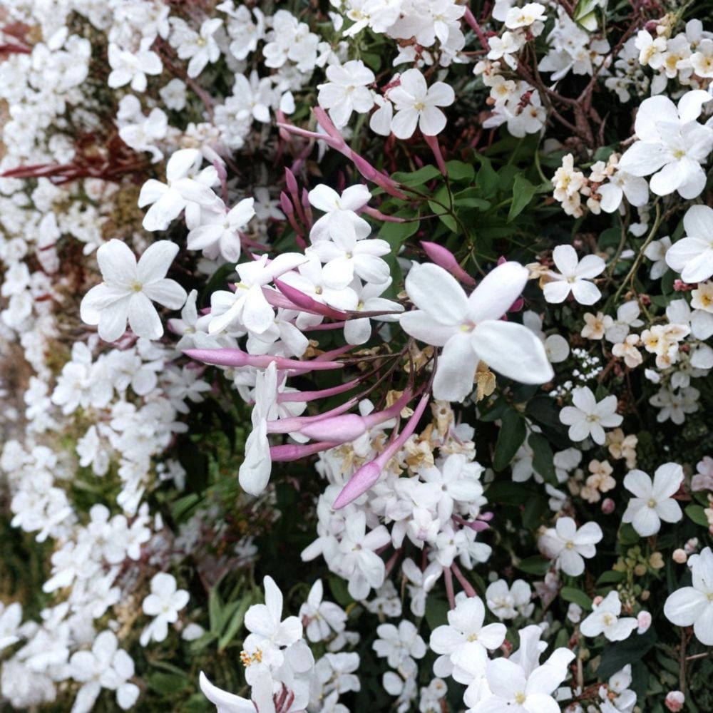 Star Jasmine Cuttings – Jasminum polyanthum Live Plant | 12 Unrooted Stem Cuttings | Fragrant Climbing Vine | Indoor Outdoor Flower