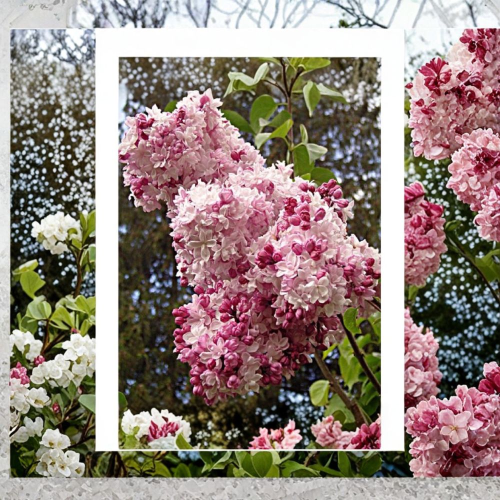Syringa x hyacinthiflora ‘Sweetheart’ – Fragrant Pink Lilac Live Starter Plant | 8–10 Inches Tall | Includes Nursery Pot Spring Bloom Shrub | Cut Flower Favorite | Easy to Grow