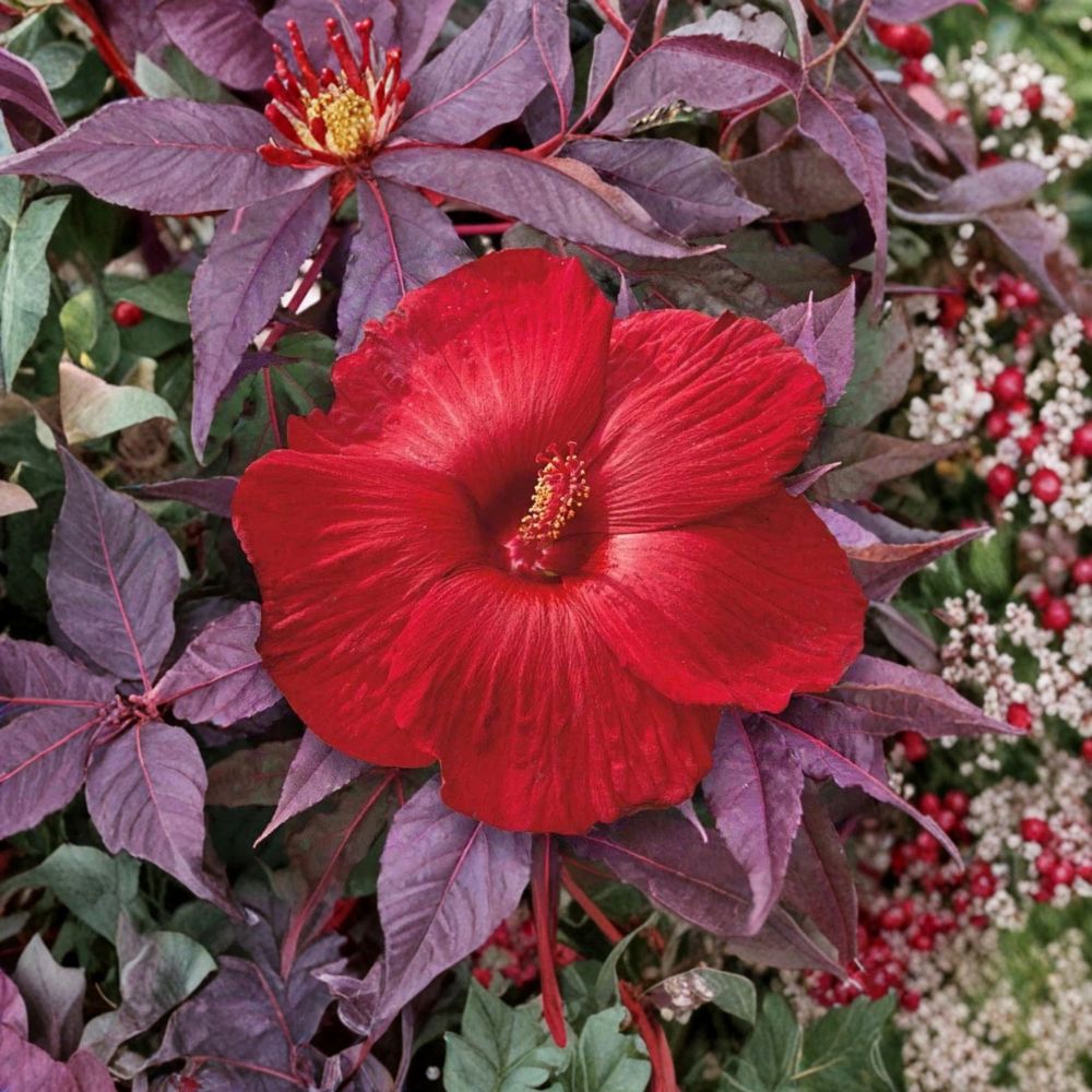 Mahogany Splendor Hibiscus – Hibiscus moscheutos | Live Rooted Starter Plant | Red Leaf Hardy Hibiscus | Tropical Foliage Plant in Pot