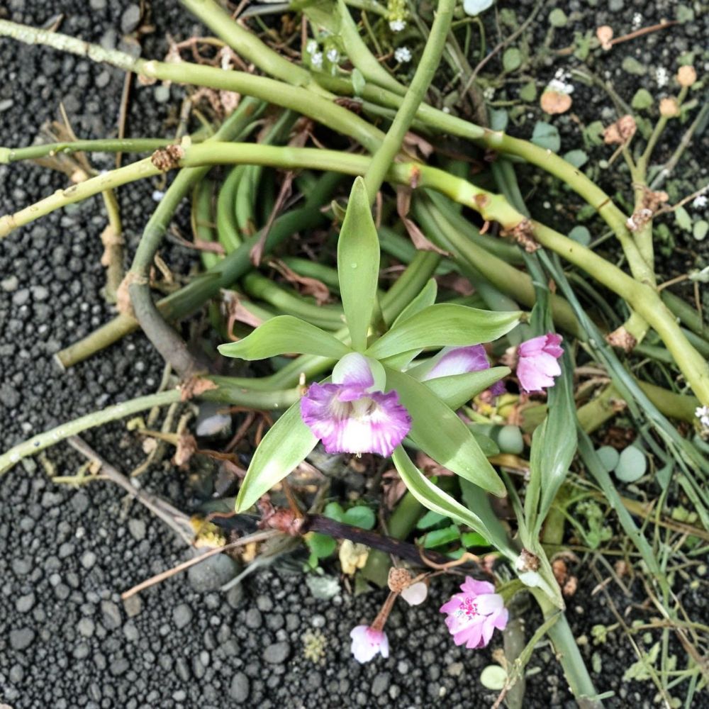 Vanilla Dilloniana Orchid Cutting – Rare Vanilla Orchid 25 Inch Mature Cutting | Tropical Climbing Orchid | Collector Plant