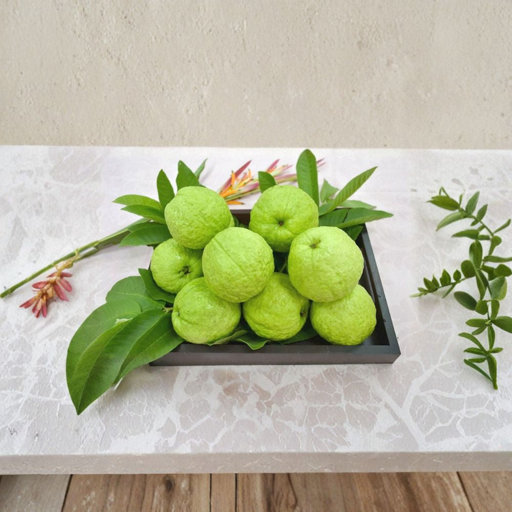 Taiwanese Guava Tree – Air Layered Live Fruit Tree | 2 Feet Tall | Shipped in 3 Gallon Pot Crunchy & Sweet Fruit | Fast Fruiting | Tropical Backyard Favorite