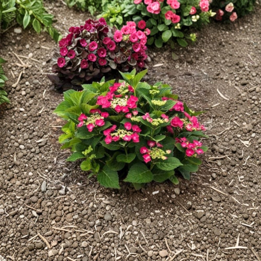 Hydrangea ‘Cherry Explosion’ – Lacecap Hydrangea Live Starter Plant | 3–5 Inches Tall | Bright Red Flowering Shrub | Compact Garden Hydrangea | Shade Loving Plant