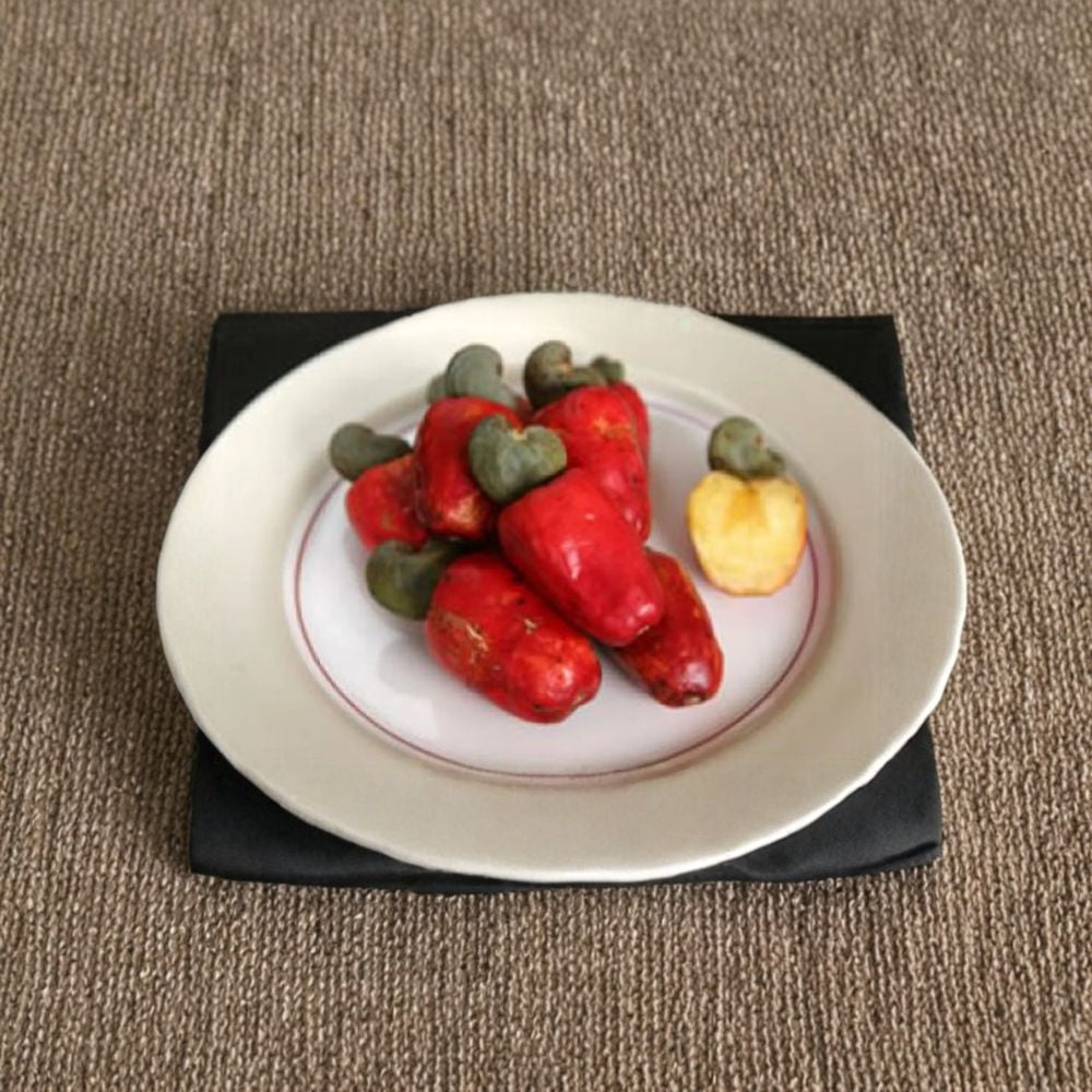 Cashew Tree – Anacardium occidentale Live Tropical Tree | 2–3 Feet Tall | Ships in 3 Gallon Pot Edible Cashew Apple & Nut | Fast Growing | Drought Tolerant