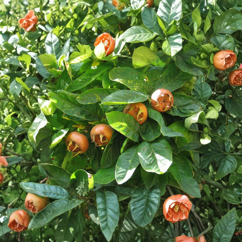 Medlar Seeds or Cuttings – Rare Fruit Tree Mespilus germanica | 5 Fresh Seeds 2025 or 2 Unrooted Cuttings 10 cm | Heirloom Fruit