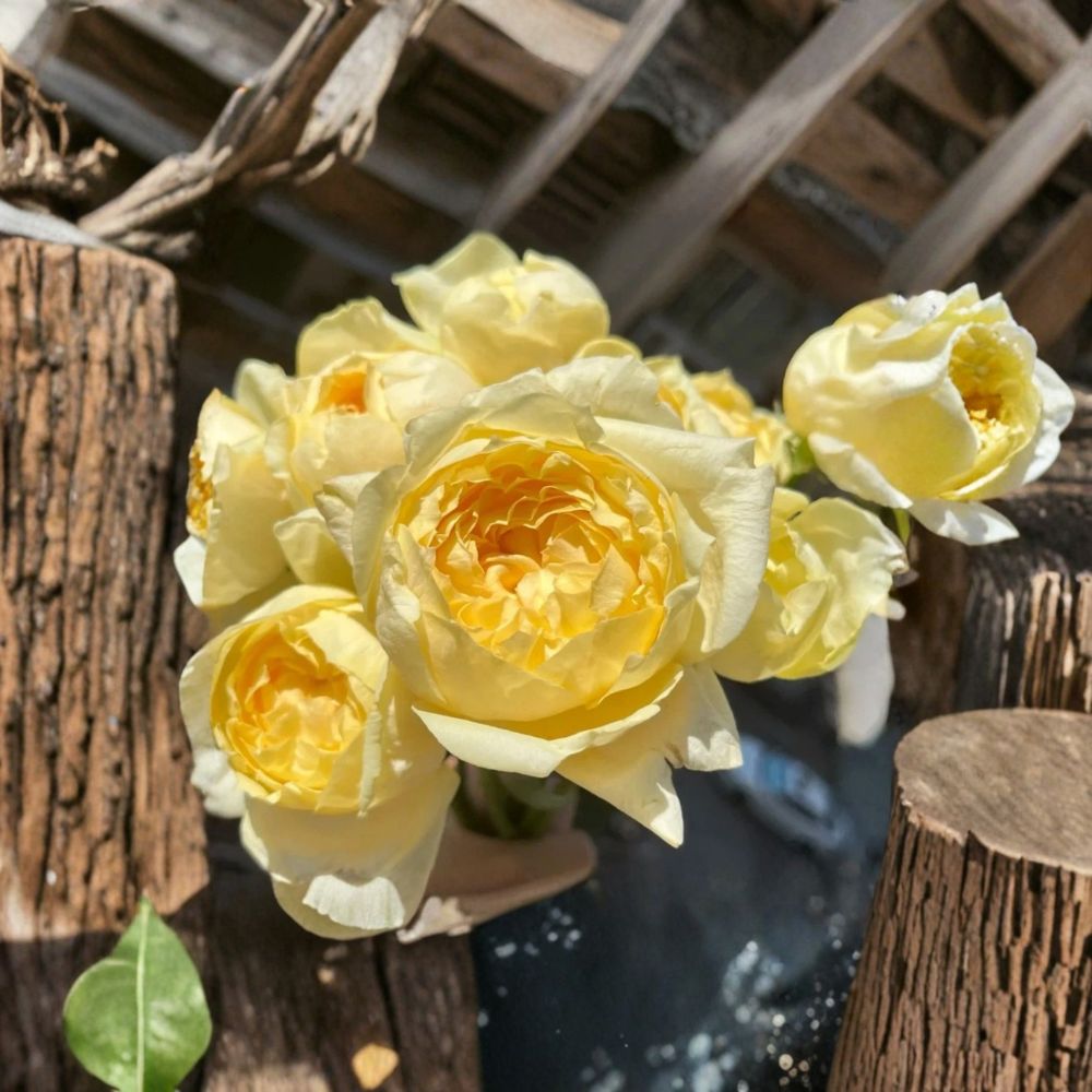 Golden Yves Piaget Rose Cuttings – Rare Yellow Garden Rose | 3 Unrooted Cuttings for Rooting or Grafting | Fragrant Flower